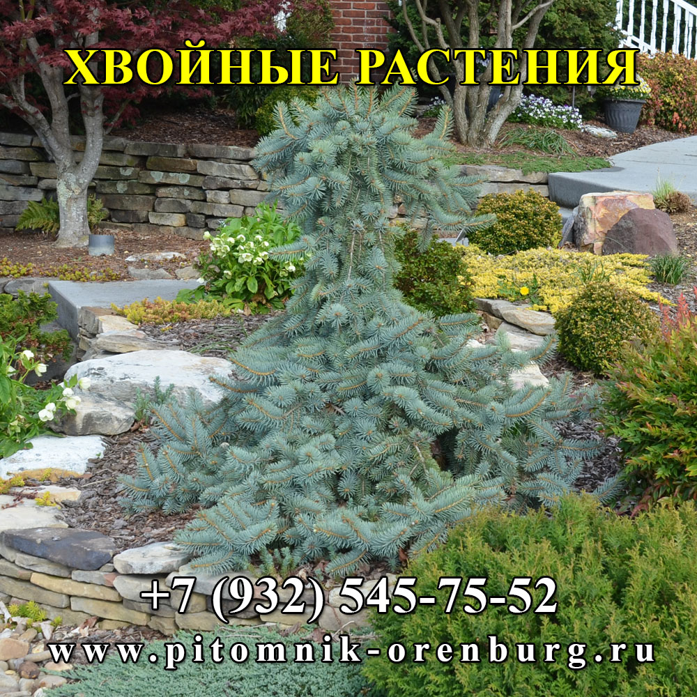 Хвойные культуры в Оренбургском питомнике растений