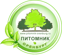 Оренбургский питомник плодовых и декоративных культур - хвойные растения