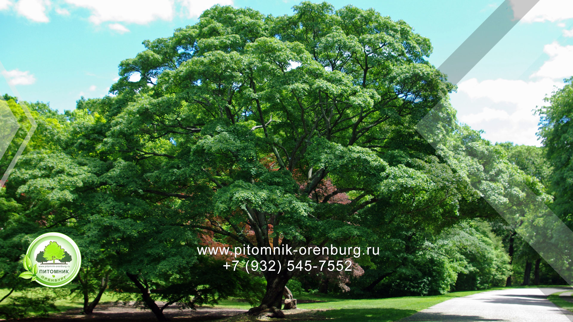 Оренбургский питомник растений лиственные деревья