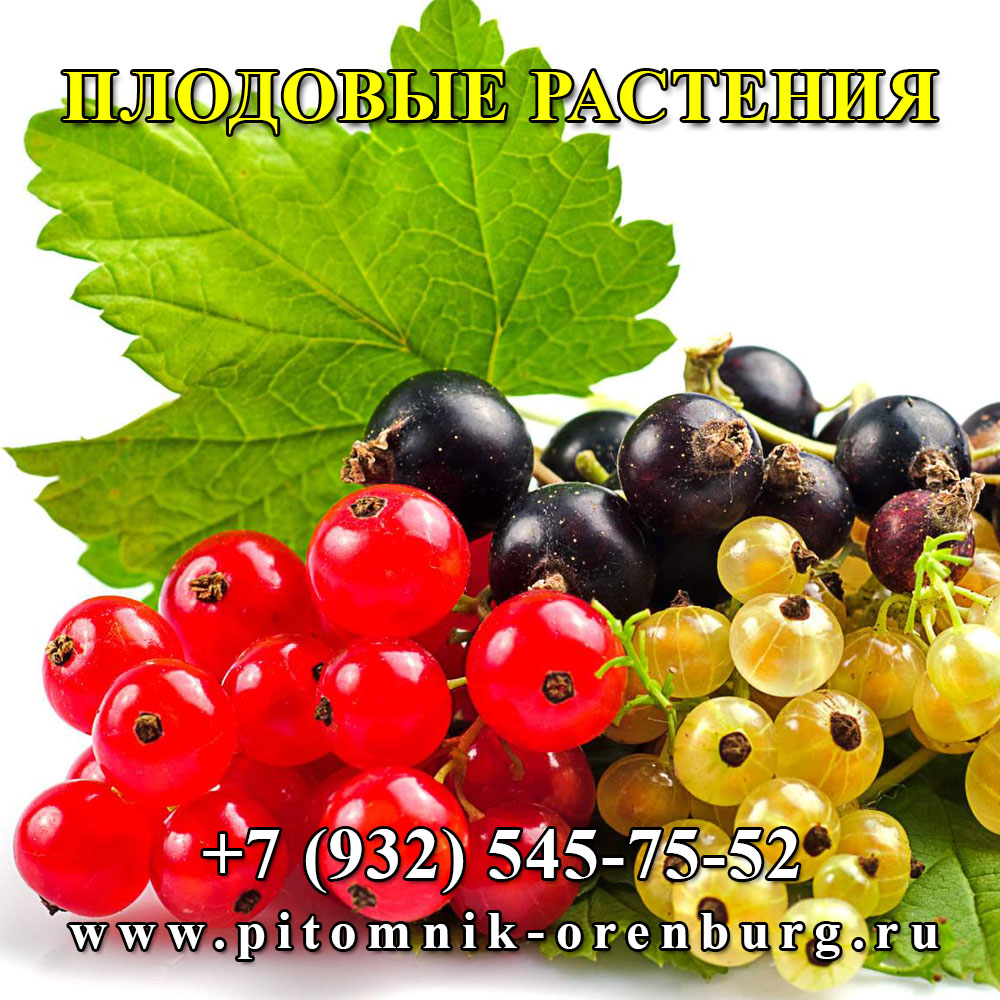 Плодовые культуры в Оренбургском питомнике растений